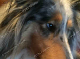 Wanted Rough collie/Shetland sheepdog or Blue Merle wanted