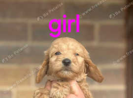 Cockapoo