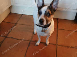 Male jack russel x chihuahua