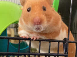 Female Syrian Hamster for Adoption
