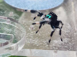 P Regius Jumping Spiders