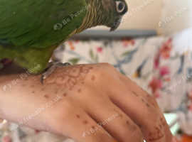 2 M/F Conures