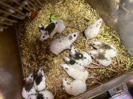Variety of different rodents available