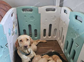 8 labaradoodles for sale ,6 female, 2 male, ready to leave