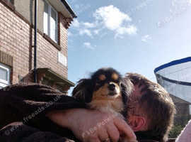Pending collection!! Papillon age 9