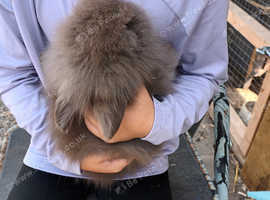 Angora x lion head babies