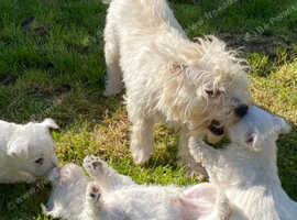 Gorgeous West Highland White Terrier puppies.