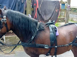 Beautiful welsh x gelding seeking new home