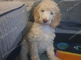 Standard poodle boy pup