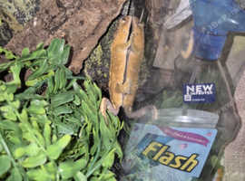 gecko with established vivarium setup