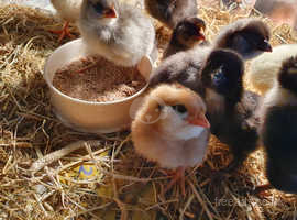 Leghorn &rhode rock chicks  for sale