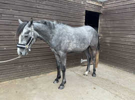 Beautiful Arab/apaloosa registered with Arab horse society