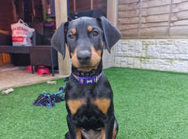 Female puppy awaiting forever home £1000 Beautiful pedigree doberman puppies for sale in yorkshire