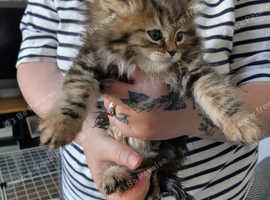 Persian x Ragdoll Kittens for sale