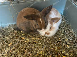2 beautiful bunny's left