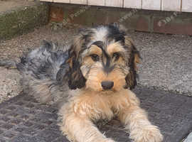 Rehoming sable cockapoo