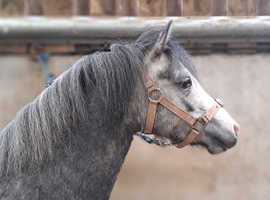 Rambling Rose(Open to offers around £1000)