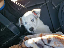 Border collie pup for sale
