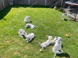 Top Quality Dalmatian Boys ready to go