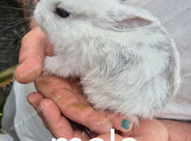 9 week male rabbit