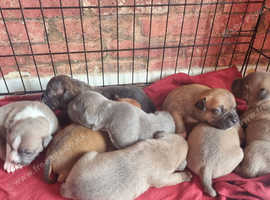 8 beautiful staffy pups ready to view