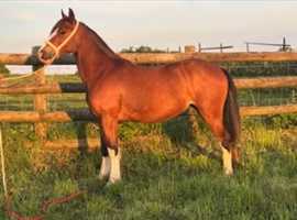 2 year old filly