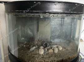 FREE fish tank
