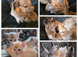 Pedigree,  Registered,  microchipped,  vaccinated and vet checked