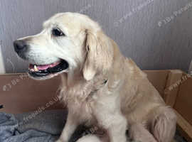 Beautiful KC golden retriever puppies  for sale