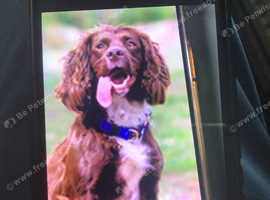 Female cocker spaniel