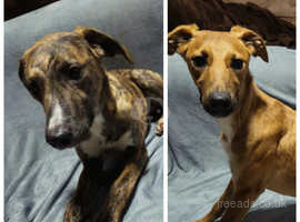 Lurcher free to good sales home