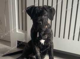 Cane corso