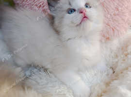 Championship bloodline GCCF registered ragdoll