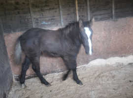 Irish draft x appaloosa