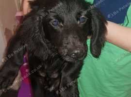 Dachshund In Kearsley Pets For Sale Rehome Freeads