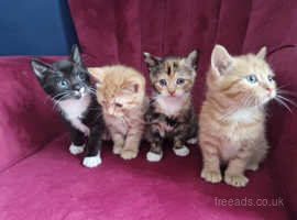 3 beautiful kittens - 2 ginger boys and a tortoise female.