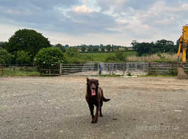 18 Month Kelpie Dog in Llandrindod Wells LD1 on Freeads Classifieds ...