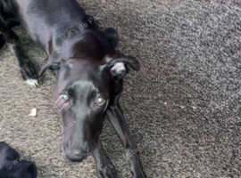 7 months old lurcher