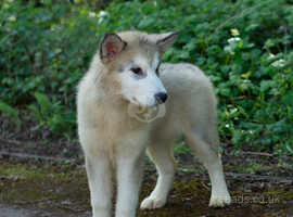 Alaskan Malamute Puppies for sale champion line