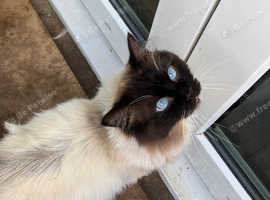 Ragdoll cross
