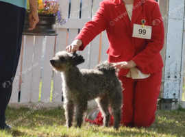 Hungarian pumi