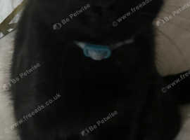 Black mail cat
