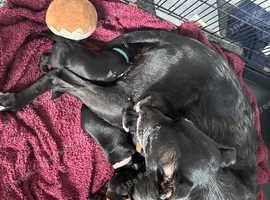 Bully x lurchers