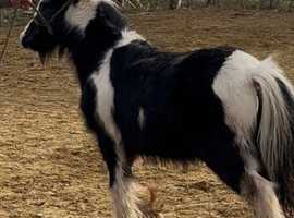 Show cob colt