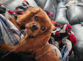 Male cavalier king charles pup