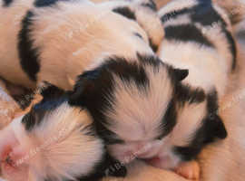 Japanese chin puppies