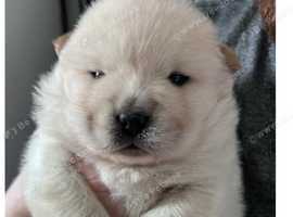 Boy chow chow polar white