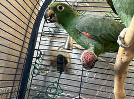 2 mealy Amazon parrots