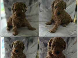 4 boy Red toy poodle puppies