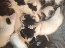 Beautiful black and white kittens